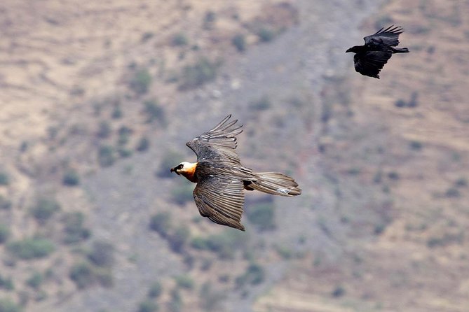 Day Trip From Addis Ababa See Historical Monastery,Stunning Nature,Animals,Birds - Ethiopian coffee and lunch in the countryside
