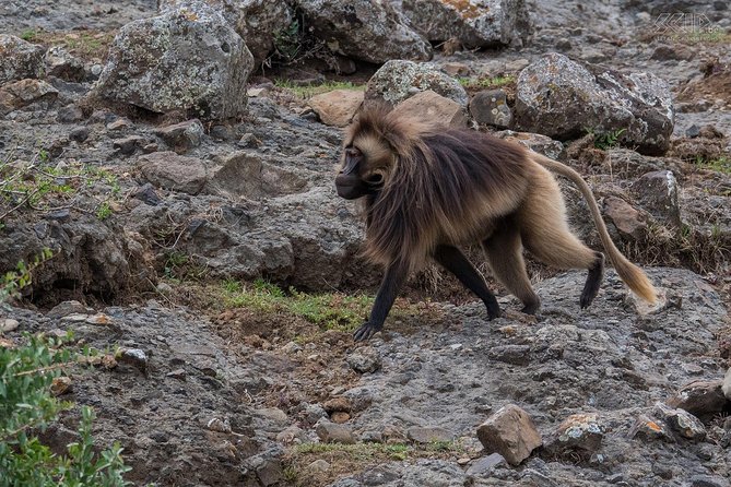 Day Trip From Addis Ababa To Debre Libanos & Blue Nile Gorge - Why this makes a good escape from Addis Ababa
