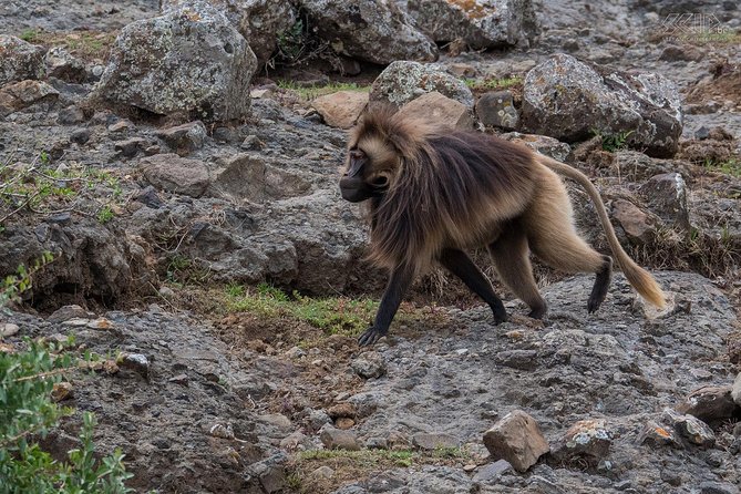 Day Trip From Addis Ababa To Debre Libanos & Portuguese Bridge - Who should book this day trip?