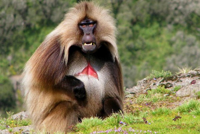 DAY TRIP TO Debre Libanos Monastery Cave Church Nature and Wildlife - What the private price of $275 really covers