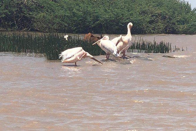Day Trip To Lake Ziway - Lunch, comfort, and what is included