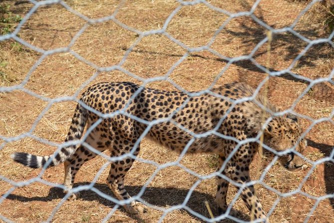 Day Trip To Menagesha Suba Forest - Key points to know before you go