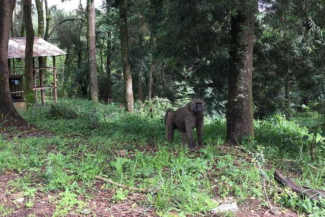 Day Trip To Menagesha Suba Forest - Why Menagesha Suba makes a good break from Addis Ababa