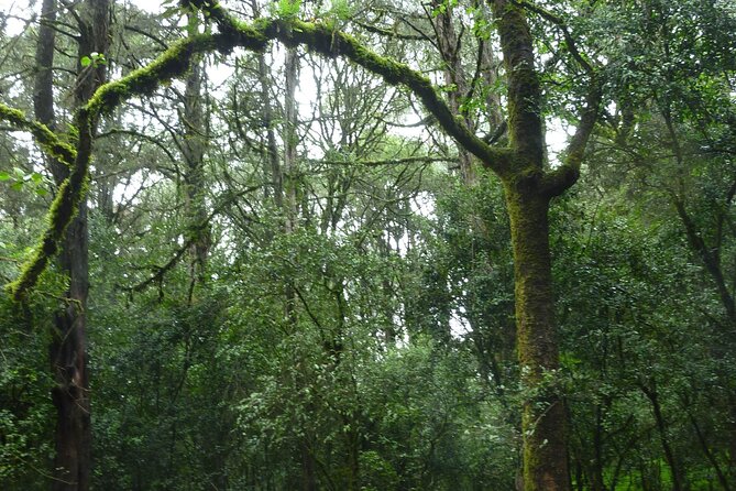 Day Trip to Menagesha Suba Forest from Addis Ababa - Key points to know before you book