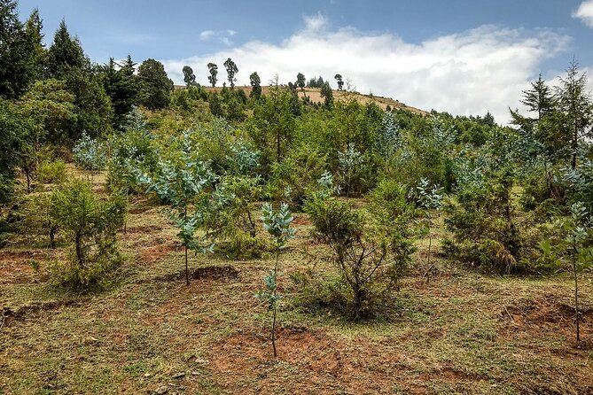 Day Trip to Menagesha Suba Forest from Addis Ababa - Why Menagesha Suba makes a good escape from Addis Ababa