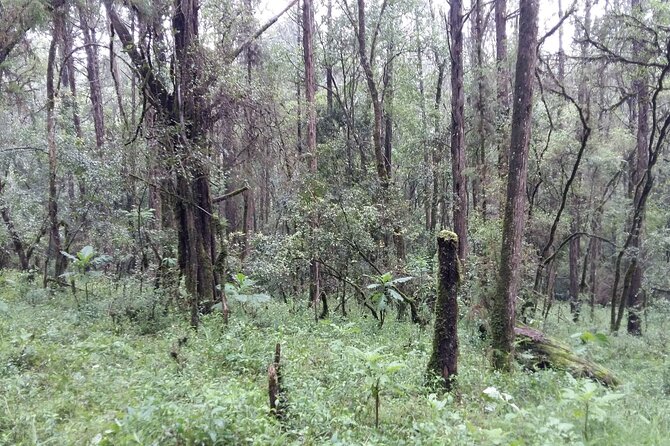 Day Trip to Menagesha Suba Forest from Addis Ababa - Birds and Minilk bushbuck: keep expectations sensible
