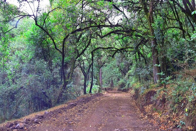 Day Trip to Menagesha Suba Forest from Addis Ababa - Lunch, coffee, and a taste of Ethiopian hospitality