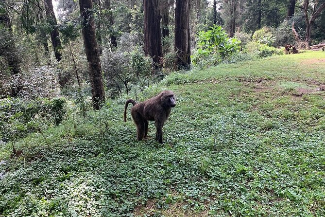 Day Trip to Menagesha Suba Forest from Addis Ababa - The guide and driver can make or break the day