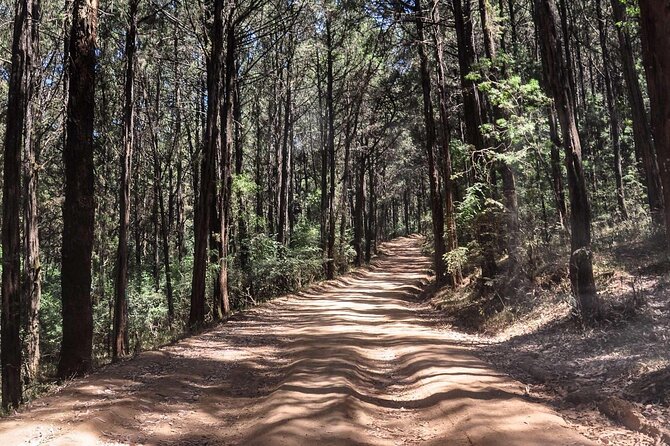 Day Trip to Menagesha Suba Forest from Addis Ababa - Is $130 good value for this forest day?