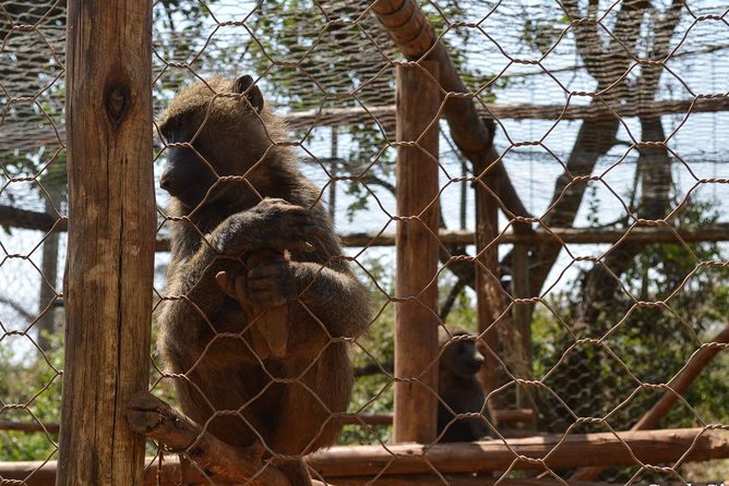 Day Trip To Menagesha Suba Forest - Entering a forest protected by an Ethiopian emperor