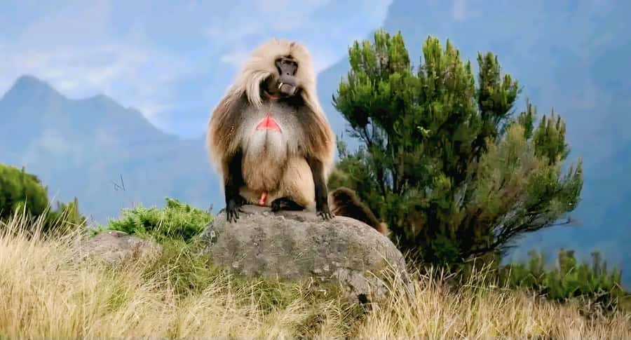 Debre Libanos Monastery & Scenic Portuguese Bridge Tour - Who will enjoy this day trip most?
