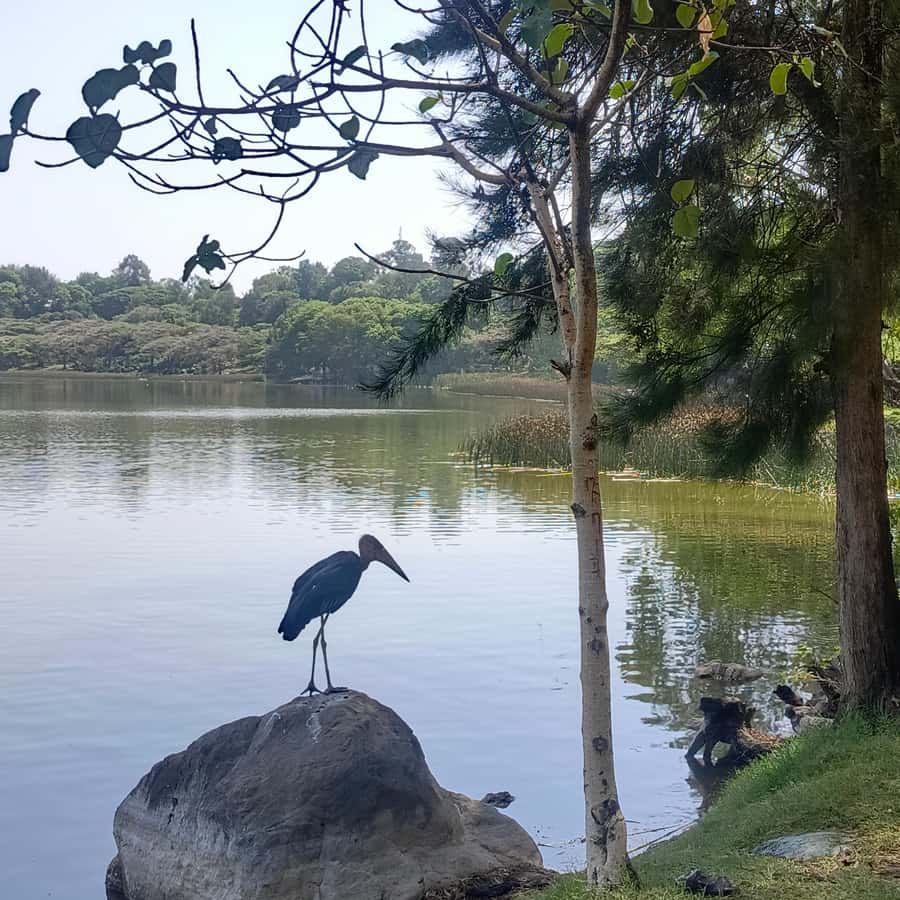 From Addis Ababa: Bisheftu Lake Side Tour - Key points to know before booking