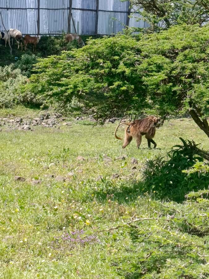 From Addis Ababa: Bisheftu Lake Side Tour - Lake Hora and Bishoftu’s volcanic setting