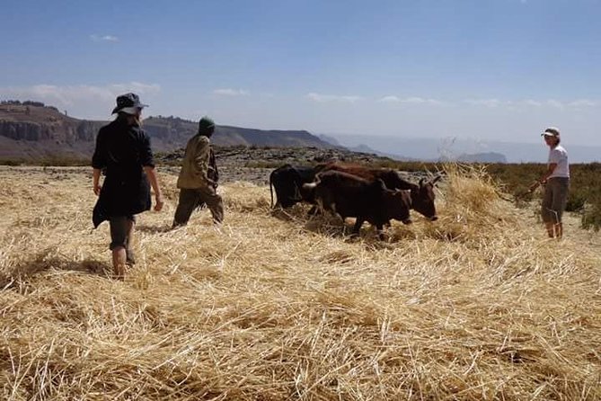 Lasta Mountains: Highland Eco Trekking Tour in Lalibela - Meeting highland farmers along the route