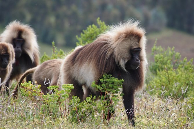 Northern Ethiopia Historic Route - The $1,000 price and what it buys you
