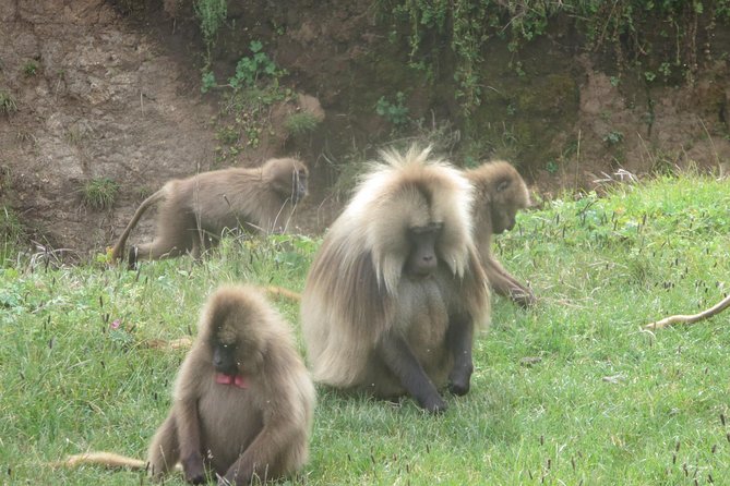 Northern Ethiopia & Trekking Simien Mountains , 10 Days - Gondar’s castles and Debre Birhan Selassie