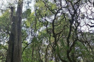 Round Trip to Menagesha Suba Forest Park