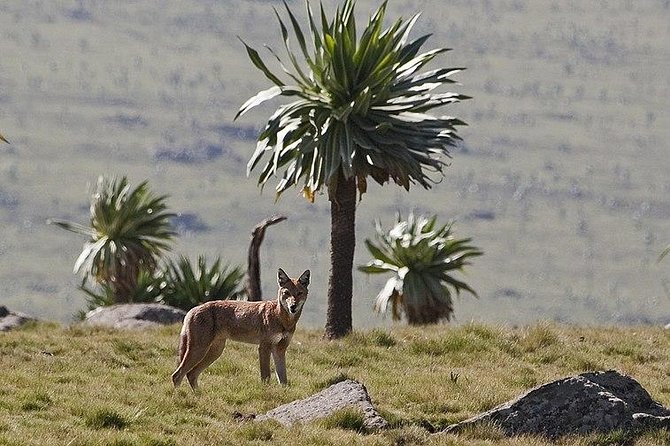 Simien Mountains – 4 Days - A few planning checks before you pay