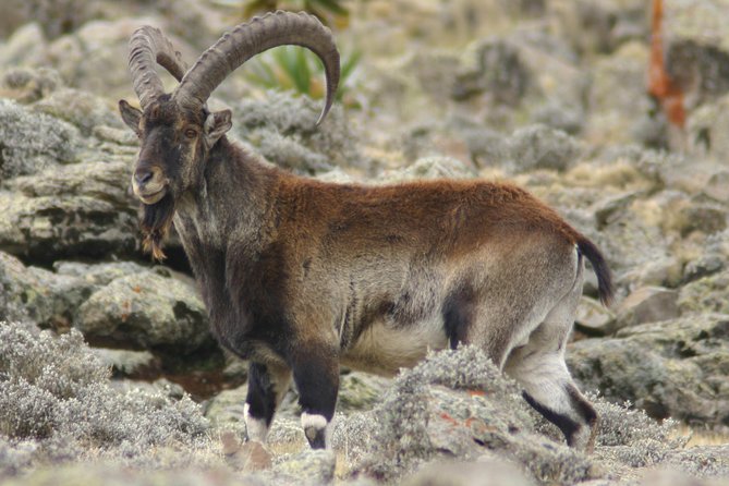 Simien Mountains National Park – 7 Day Trek - Day 2: Jinbar Waterfall, village coffee, and Geech