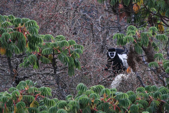 Stunning Views Wonchi Crater Lake a Private Day Trip - Waterfalls, hot springs, birds, and colobus monkeys