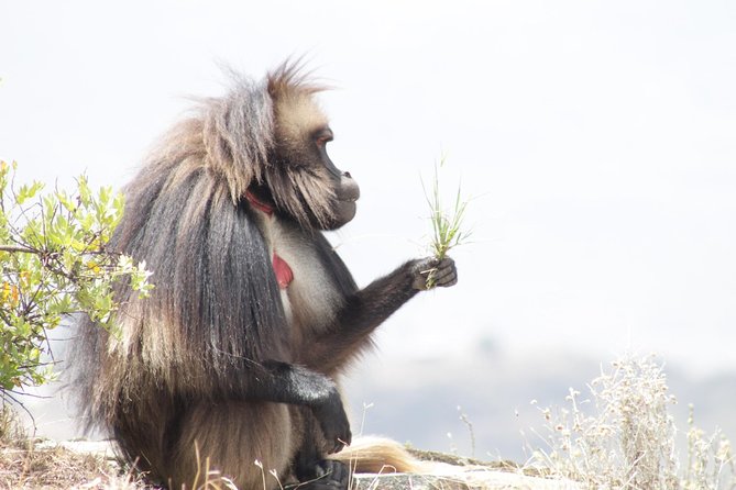 Trekking in Ethiopia's Lalibela Wollo Highland 4 Days / 3 Nights - The community guesthouse experience