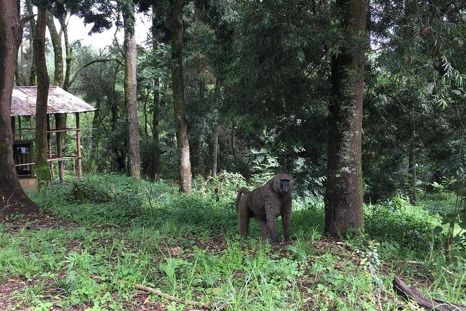 Two days Lake Wenchi and Menagesha Forest - Cancellation and weather details to keep in mind